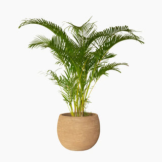Pot de fleurs rond Saya pour extérieur - Lot de 2